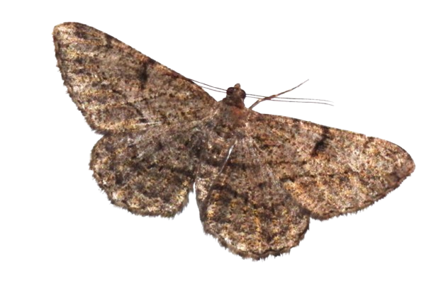 moth1