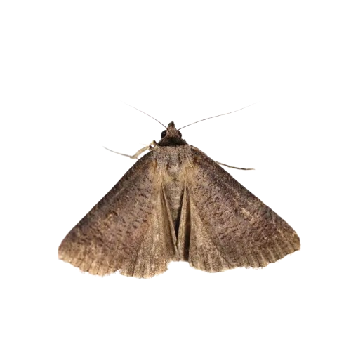 moth2
